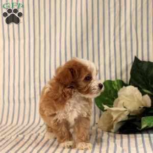Amor, Maltipoo Puppy
